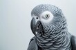 African Grey Parrot is a good imitator of human voice and speech seen in a closeup with a water drop on its beak isolated on a plain background