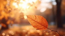 Autumn Yellow Leaf Closeup. Bright Orange Tree Change. Blur Bokeh On Background. Golden Color In Park Light Sunny Warm October Day. Red Leaves In Garden Sun In Blue Sky. Fall Nature Woods Sunset Scene
