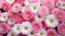 Pink Bellis Daisy Flowers. Colorful Pompon Blooms. Spring Nature Background. Happy Easter Backdrop. Bellis English Daisy Perennial Fully Double Flower White, Pink And Rose Blooms.