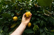 Male Hand Picking Ripe Lemon, Citrus from Tree. Harvesting Lemon Grove. Green Trees with Ripe Juicy Fruits Horizontal Plane