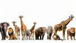 Large group of African fauna safari wildlife anim.