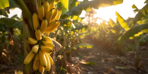 Sticker - Ripe bananas hanging on a tree at golden hour. sunlight filtering through leaves. perfect for food and agriculture themes. AI