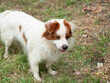 © mnimage - dog in the countryside