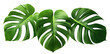 Tropical monstera leaves, cut out