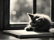 Black and white photo of a tiny, adorable kitten sleeping on a desk near a window, sketchbook and pencil nearby, vintage feel, soft lighting, generative ai