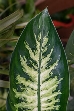 Dieffenbachia Plant Leaf Closeup