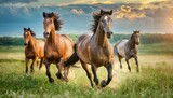 Fototapeta Konie - horses in the field