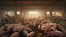 A Lot Of Pigs And Piglets Are Eating, Standing And Lying In A Pig Farm. Meat Industry, Pet Concepts.
