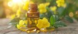 Evening primrose oil capsules in a bottle with blooming Oenothera biennis plant.