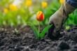 Hands in rubber gloves planting tulip in loosened soil. AI generative