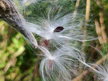 Small Seeds With Parachute On The Common Milkweed Plant Close Up