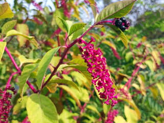 Wall Mural - American Pokeweed plant, Phytolacca Americana, close up