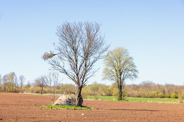 Canvas Print - Tree in a sown field at springtime in the countryside