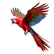 full body scarlet macaw with red body on transparency background PNG