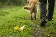 dog walker not noticing peel on a grassy path
