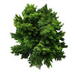 Top view green tree on transparent background