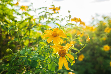 Wall Mural - Tithonia diversifolia (Mexican Sunflower) with blue sky.