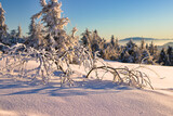 Fototapeta Dmuchawce - Gałązka w śniegu