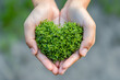 Hands holding green heart shaped plant. World Environment Day or Earth day concept.