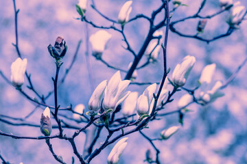 Blooming white flowers of Magnolia stellata. Spring. Blue vintage floral background