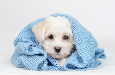 Aufkleber - Cute Lapdog puppy wrapped in blue plaid in cold autumn or winter weather lying on a bed at home