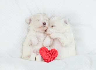 Wall Mural - Two cozy Lapdog puppies sleep together with red heart on a bed at home. Top down view