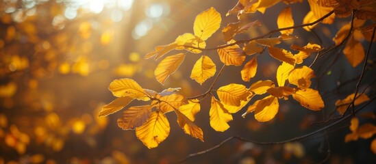 Wall Mural - Bright golden autumn foliage against a dark backdrop, with sunlight shining through.