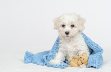 Aufkleber - Cute Lapdog puppy wrapped in white towel in cold autumn or winter weather sits with toy bear
