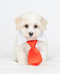 Poster - White Lapdog  puppy wearing   suit with necktie looks at camera