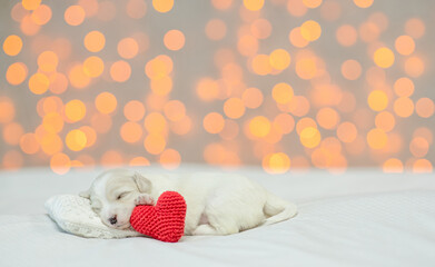 Wall Mural - Tiny white Lapdog puppy sleeps on a bed at home with red heart. Festive blurred background. Empty space for text