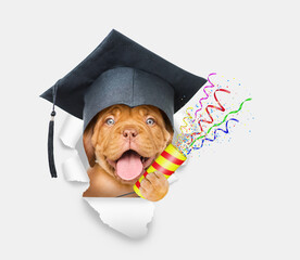 Poster - Сollege graduate dog explodes a firecracker through the hole in white paper