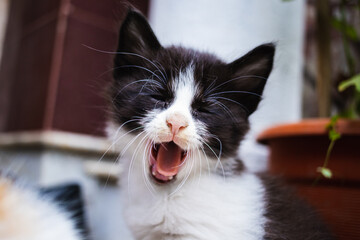 cute kitten yawning with its mouth open and eyes closed. The little feline is of black and white colour