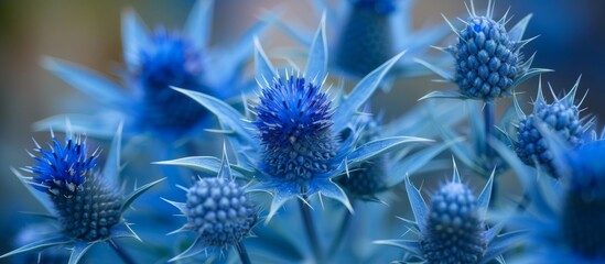 Wall Mural - The plant Eryngium alpinum 'Blue Jackpot' is commonly called Blue Sea Holly.