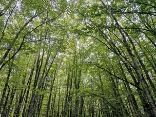 Poster - Scenic view of dense green trees in a forest