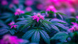AI generated illustration of a cannabis plant in bloom with vivid pink hues