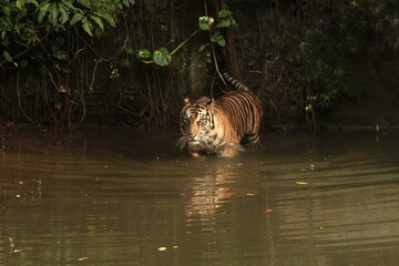 a Sumatran tiger hunting in a pond