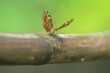 a common butterfly perched on bamboo