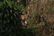 a Sumatran tiger watches behind the leaves