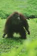 an orangutan stands watching the surroundings