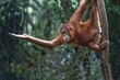 an orangutan hanging from a tree with its arms outstretched