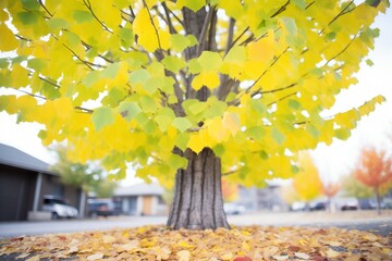 Wall Mural - colorful ginkgo leaves around the base of a tree