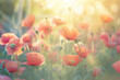 Abstract poppy background. Red poppies in the sunlight. A symbol of victory and memory