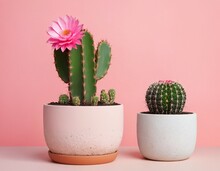 A Cactus Blooming With A Pink Flower In A Pot With Earth In The Lower Left Corner On A Free Gradient Background On The Left