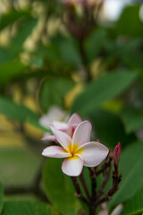 Wall Mural - Frangipani or Plumeria flowers blooming in the garden