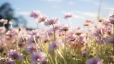 Fototapeta Dmuchawce - flowers in the meadow. field of flowers under the blue sky and the sun. Flower field with bunch of flowers during spring time. Meadow of flowers. Floral landscape. Wildflower field