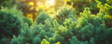 Panoramic Background Of Coniferous Garden With Pines And Thujas.
