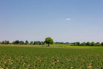 Wall Mural - Summer landscape, The terrain of hilly countryside in Zuid-Limburg, Farmland with green vegetable sugar beet and potatoes on hillside and tree, Small villages in Dutch province of Limburg, Netherlands