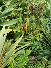 Poster - tropical green jungle