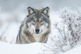 Fototapeta Sawanna - A lone wolfdog braves the freezing winter snow, embodying the wild spirit of its canis ancestors