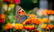 a butterfly collects pollen on flowers. Selective focus.